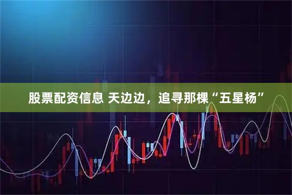 股票配资信息 天边边，追寻那棵“五星杨”